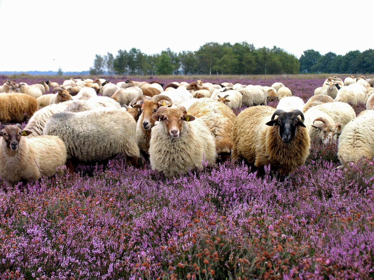 Grazende schapen