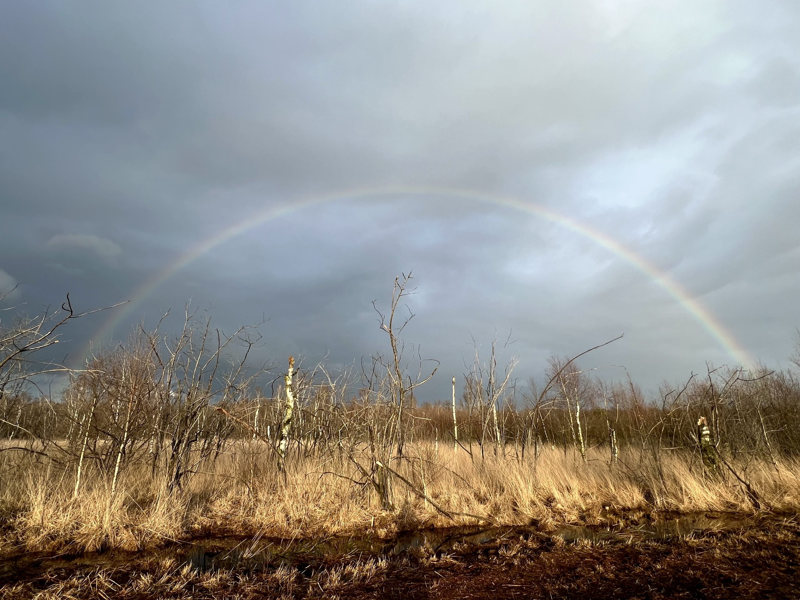 Regenboog boven een kaal, dor landschap met bomen en gras onder een bewolkte hemel.