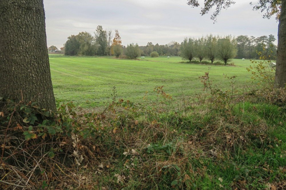 Groen grasveld met bomenrijen en struiken op de voorgrond, omgeven door bosrijke horizon.