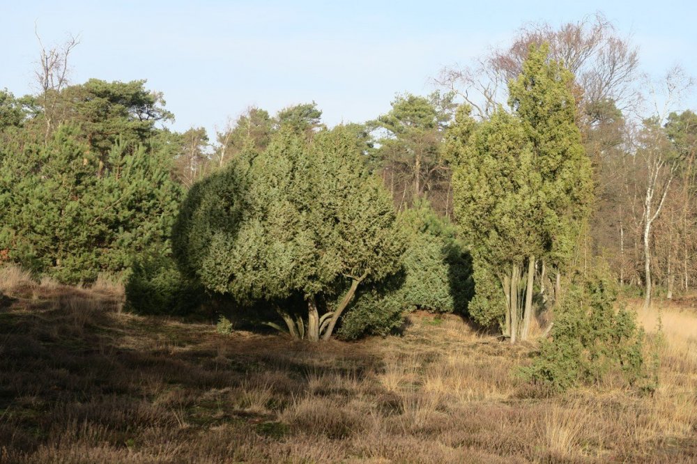 Boslandschap met diverse bomen en struiken op een grasvlakte onder een heldere hemel.