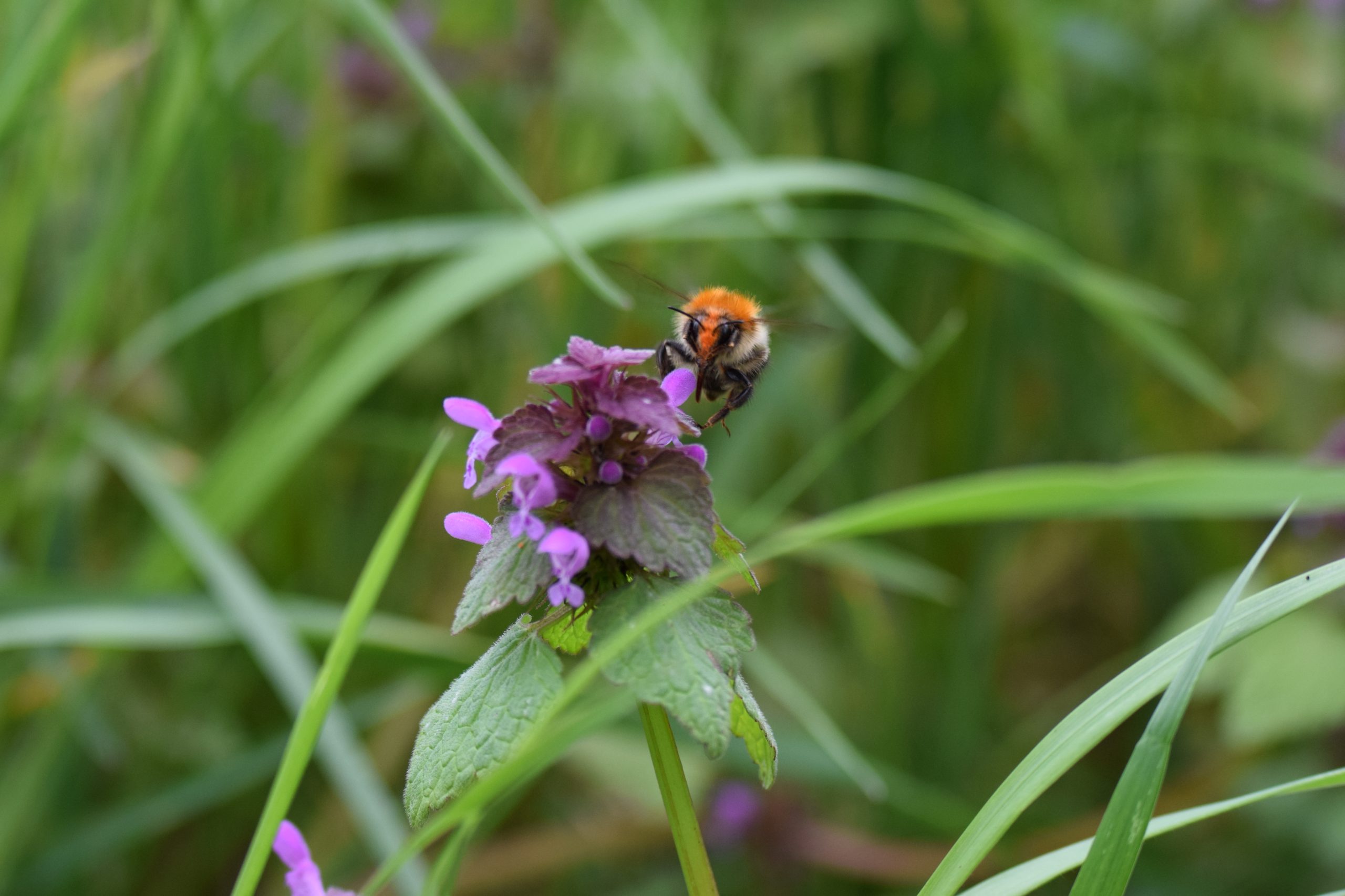 Paarse dovenetel met aardhommel