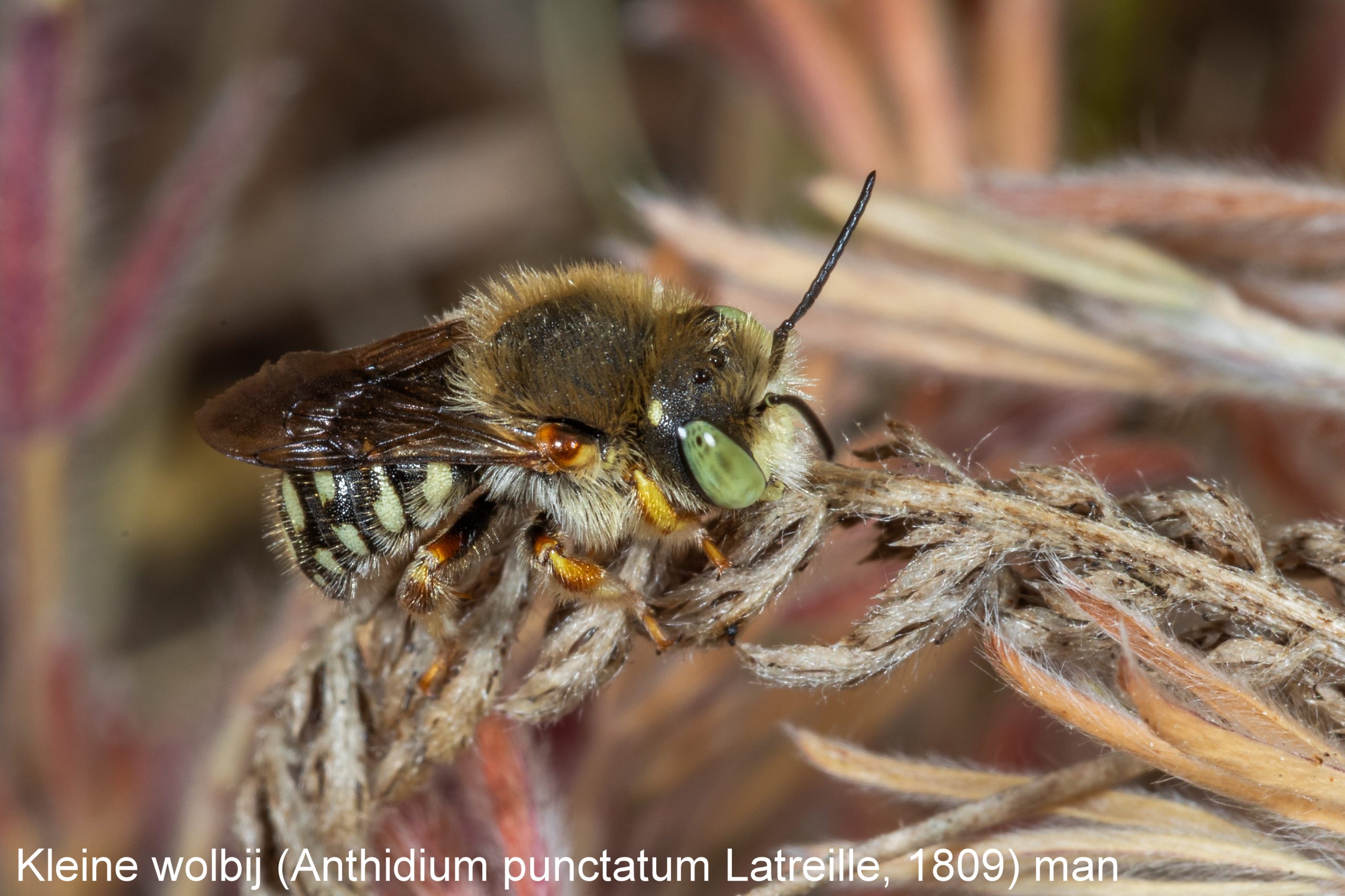 Kleine wolbij (Anthidium punctatum Latreille)