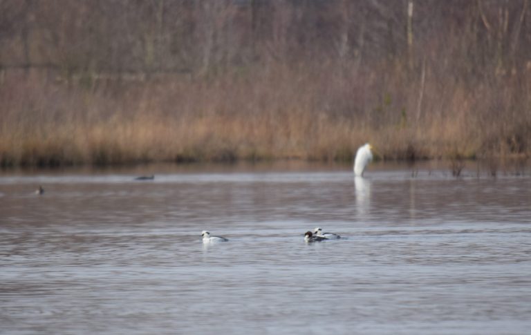 Nonnetjes en grote zilverreiger