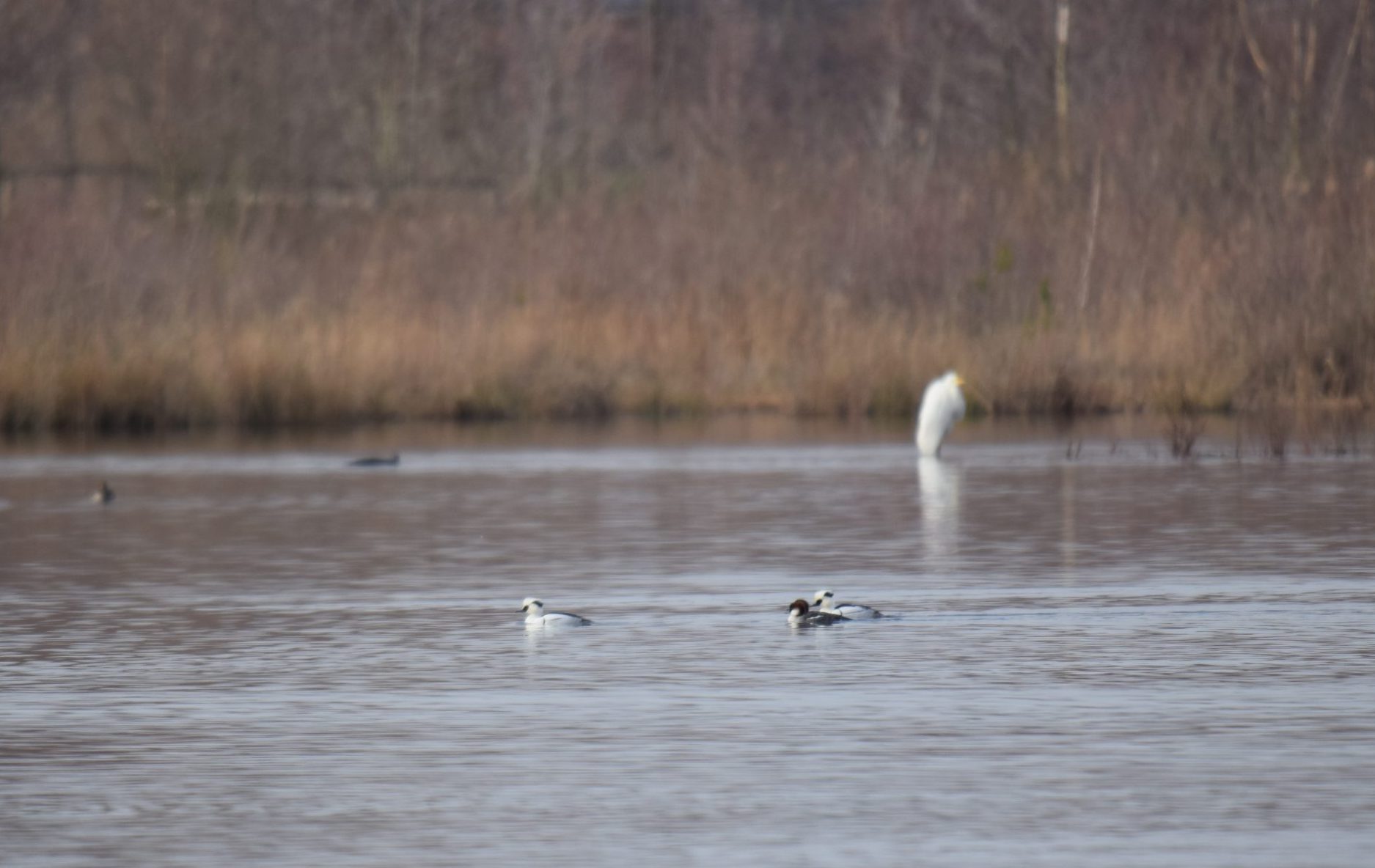 Nonnetjes en grote zilverreiger