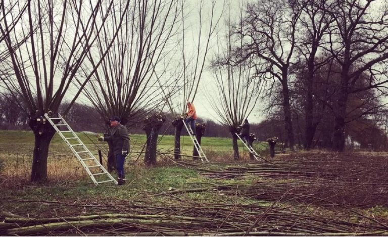 Wilgen knotten