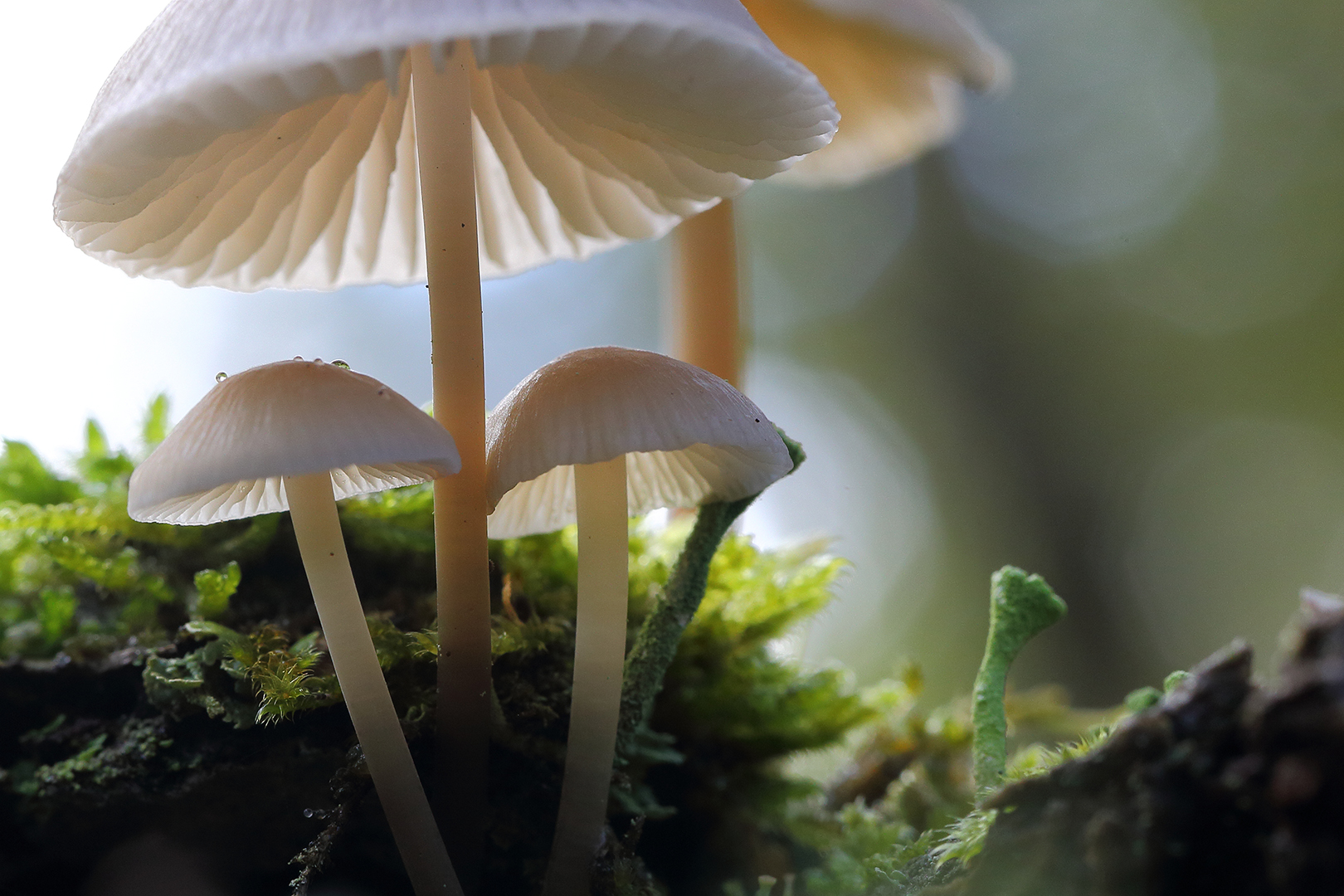 Paddenstoelen Yolanda van Bussel