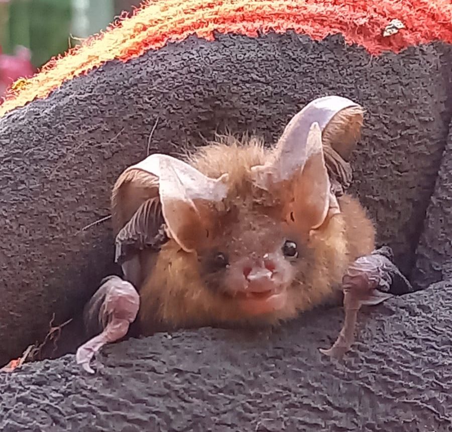 Gewone grootoorvleermuis