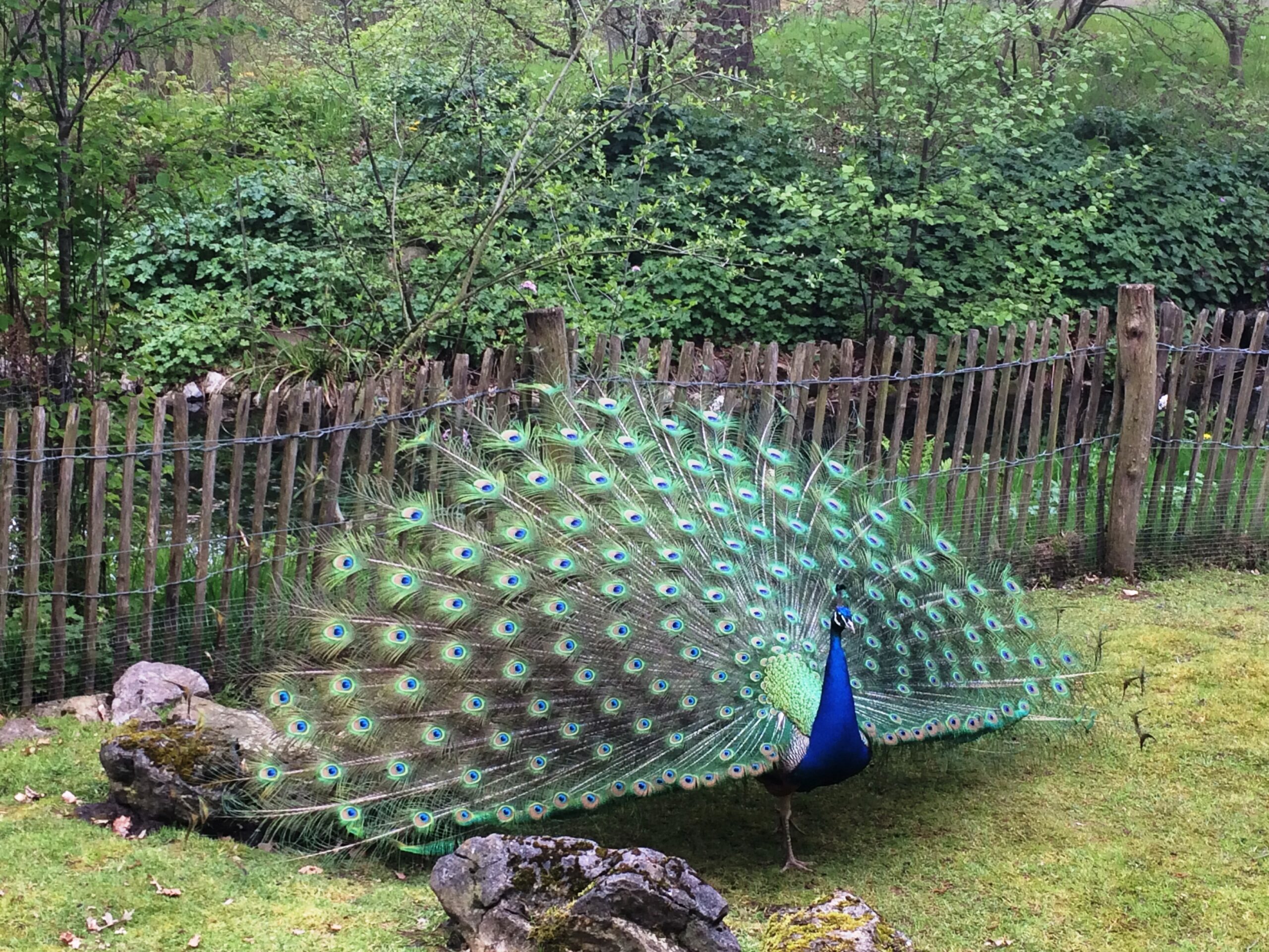 Pauw met kleurrijke, gespreide verenstaart in groene tuin bij houten hek.