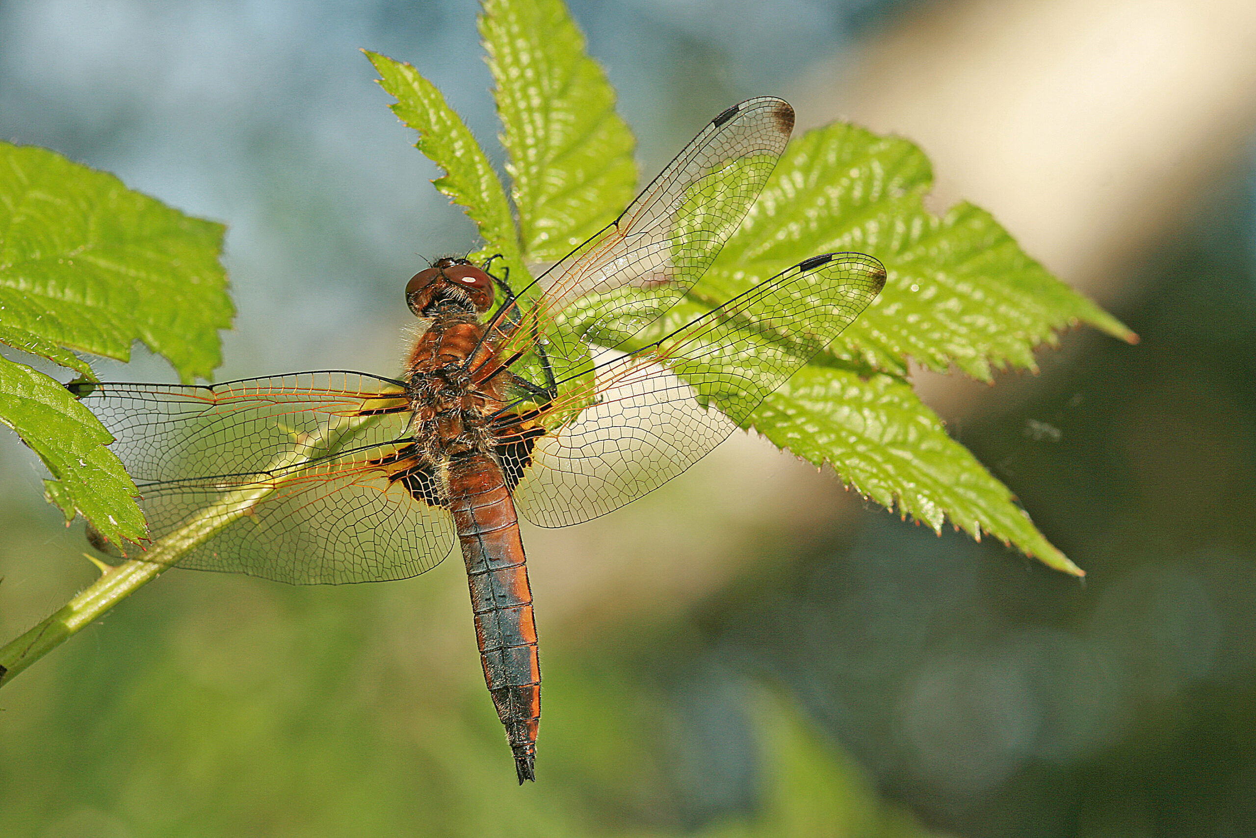 Bruine libel op groen blad met transparante vleugels in zonlicht.