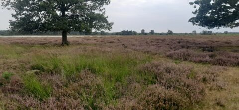 Heideveld met een boom bij grijs weer; verderop een meer omgeven door bos.