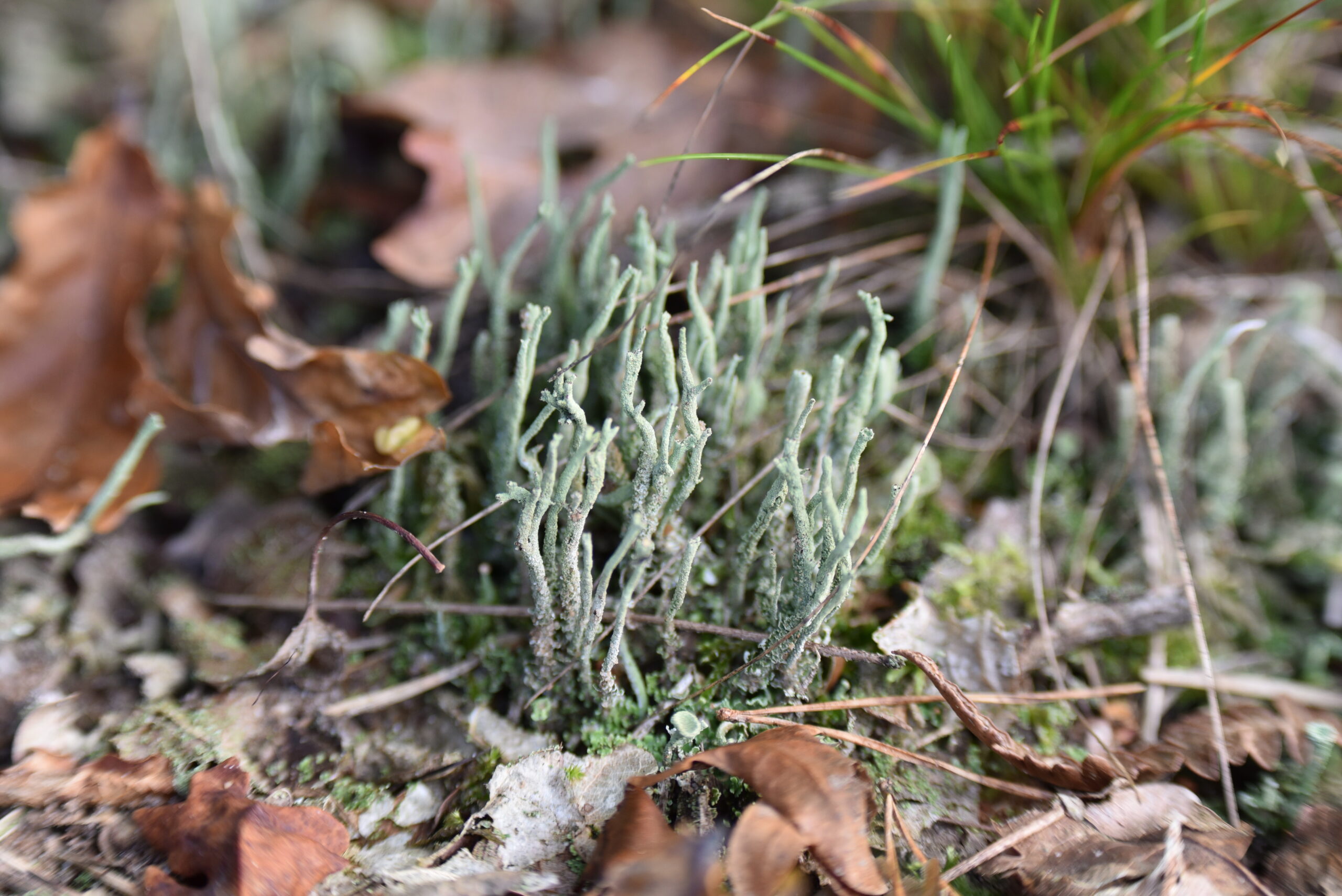 Close-up van korstmossen en dorre bladeren op de bosbodem.