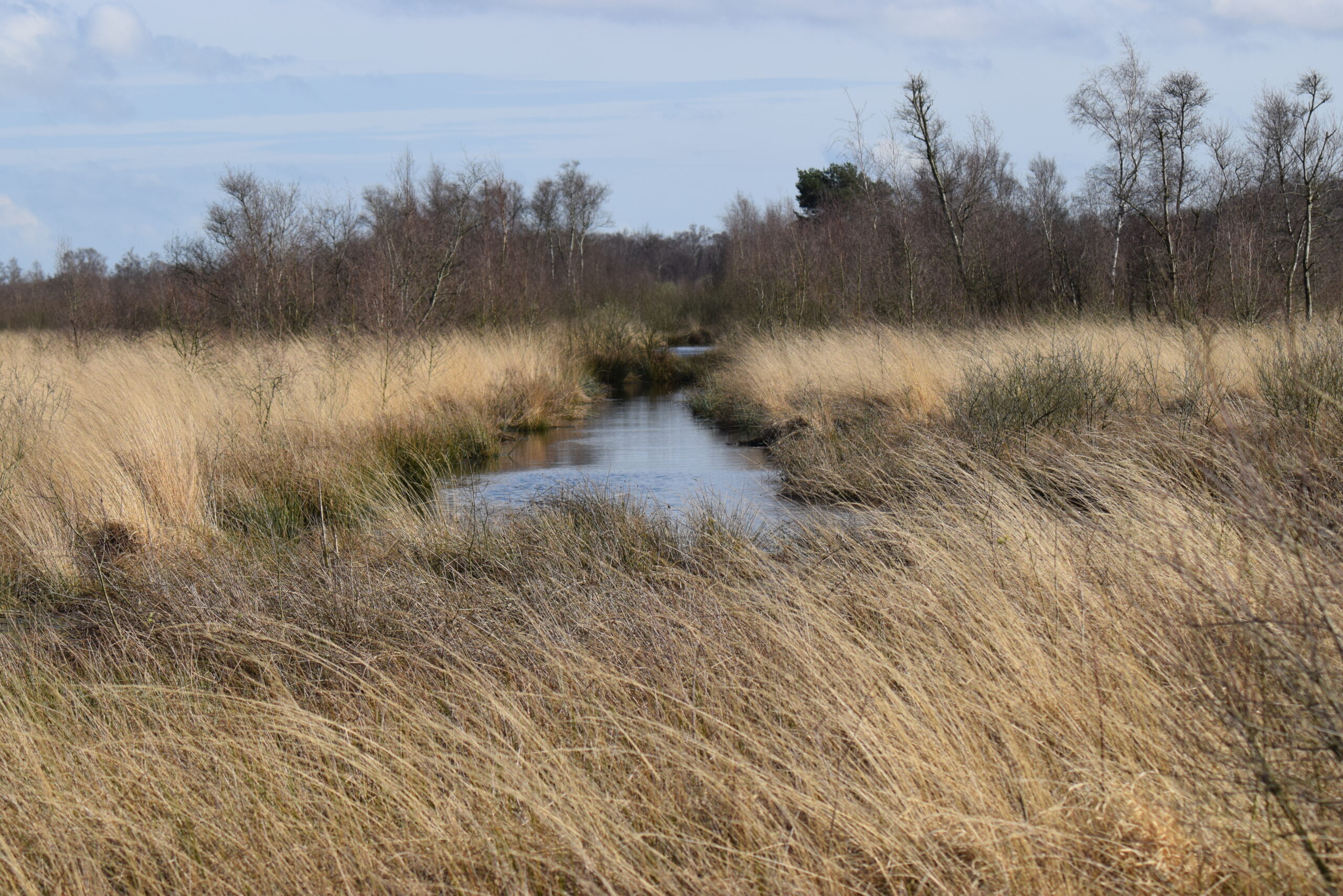 Natuurgebied met een smal waterkanaal, omgeven door gras en kale bomen onder een blauwe hemel.