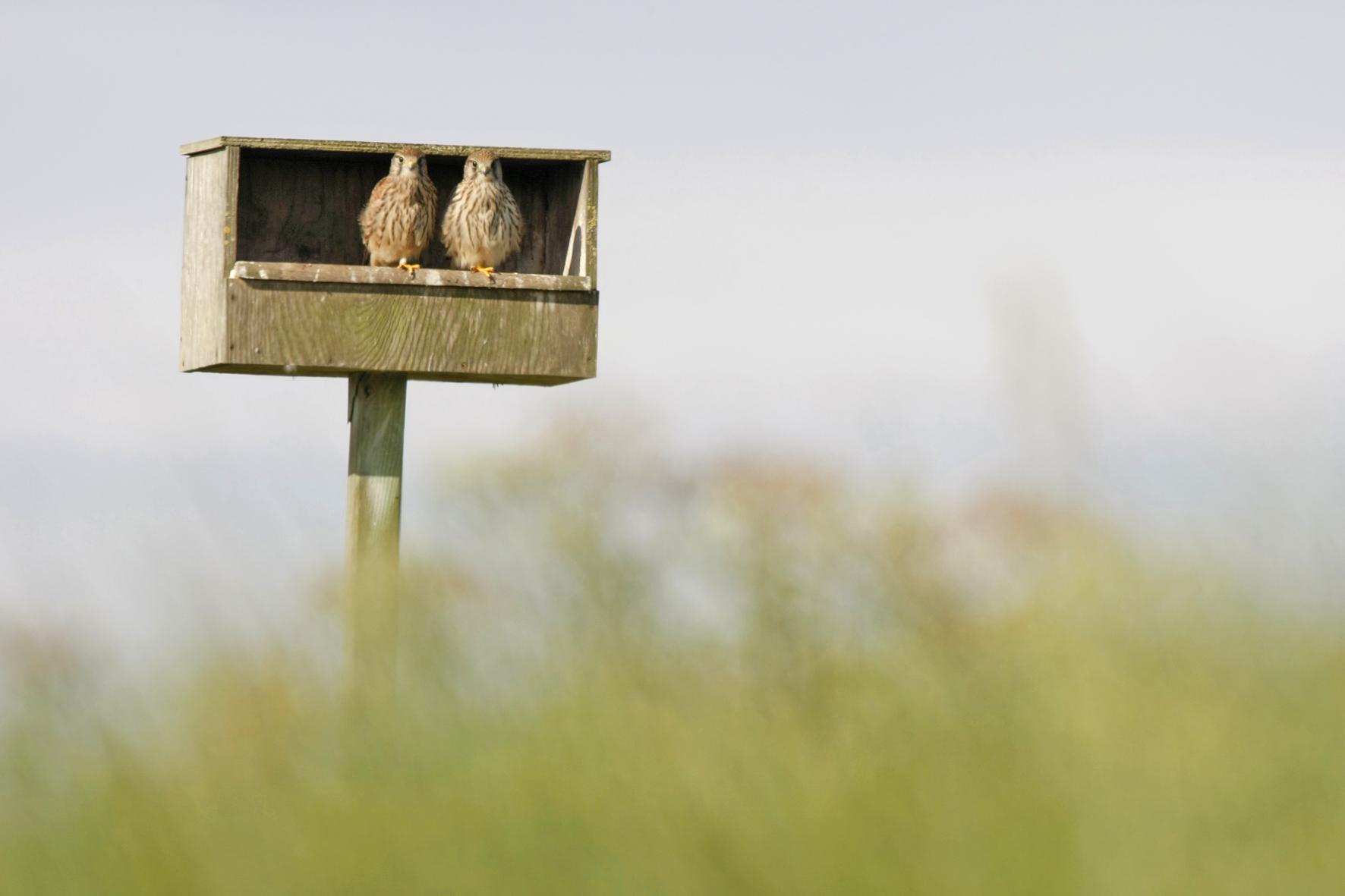 Twee jonge vogels zitten in een houten nestkast op een paal, omgeven door groen.