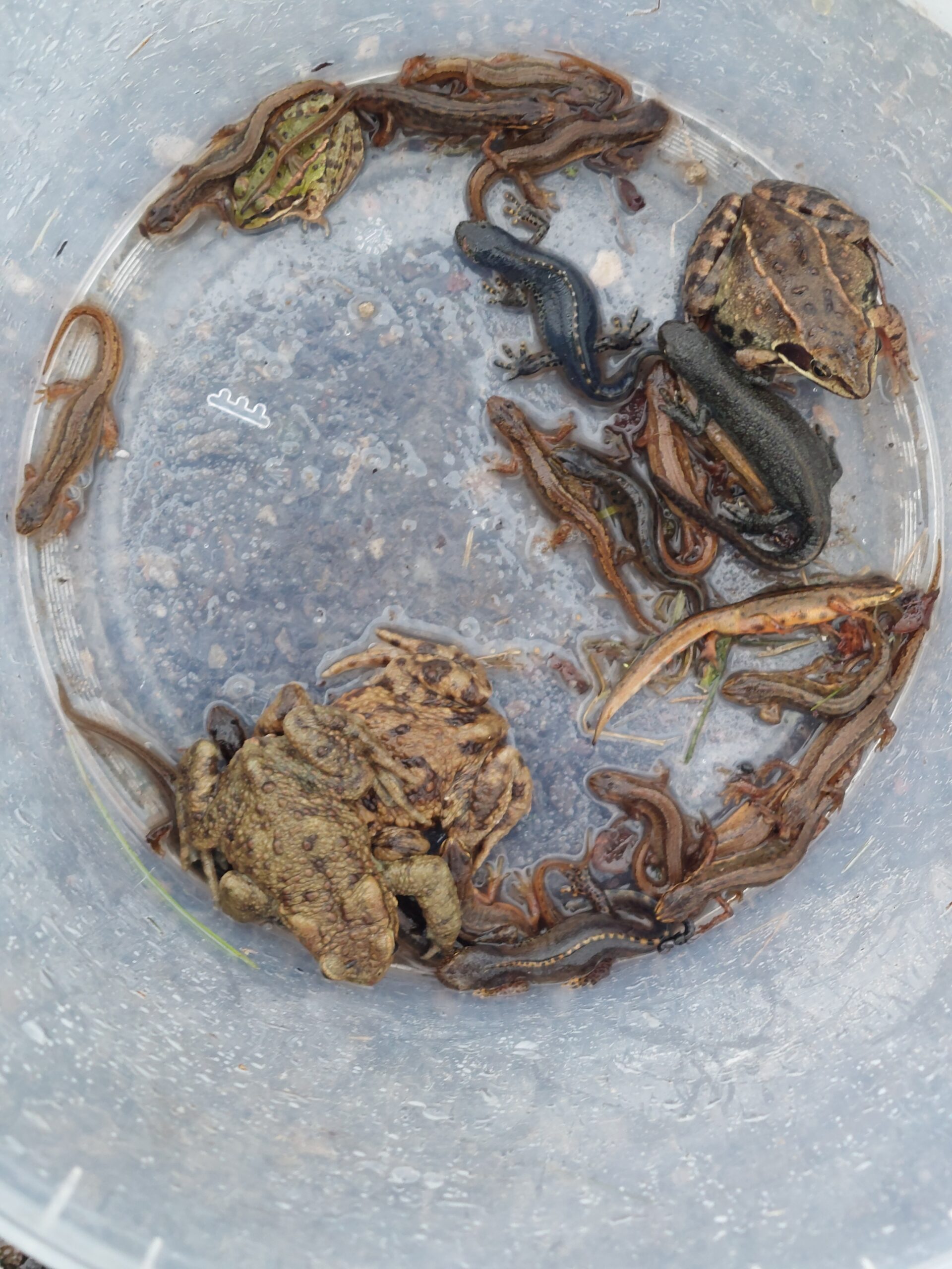 Plastic emmer met kikkers, padden en salamanders op de bodem, op natte grond.