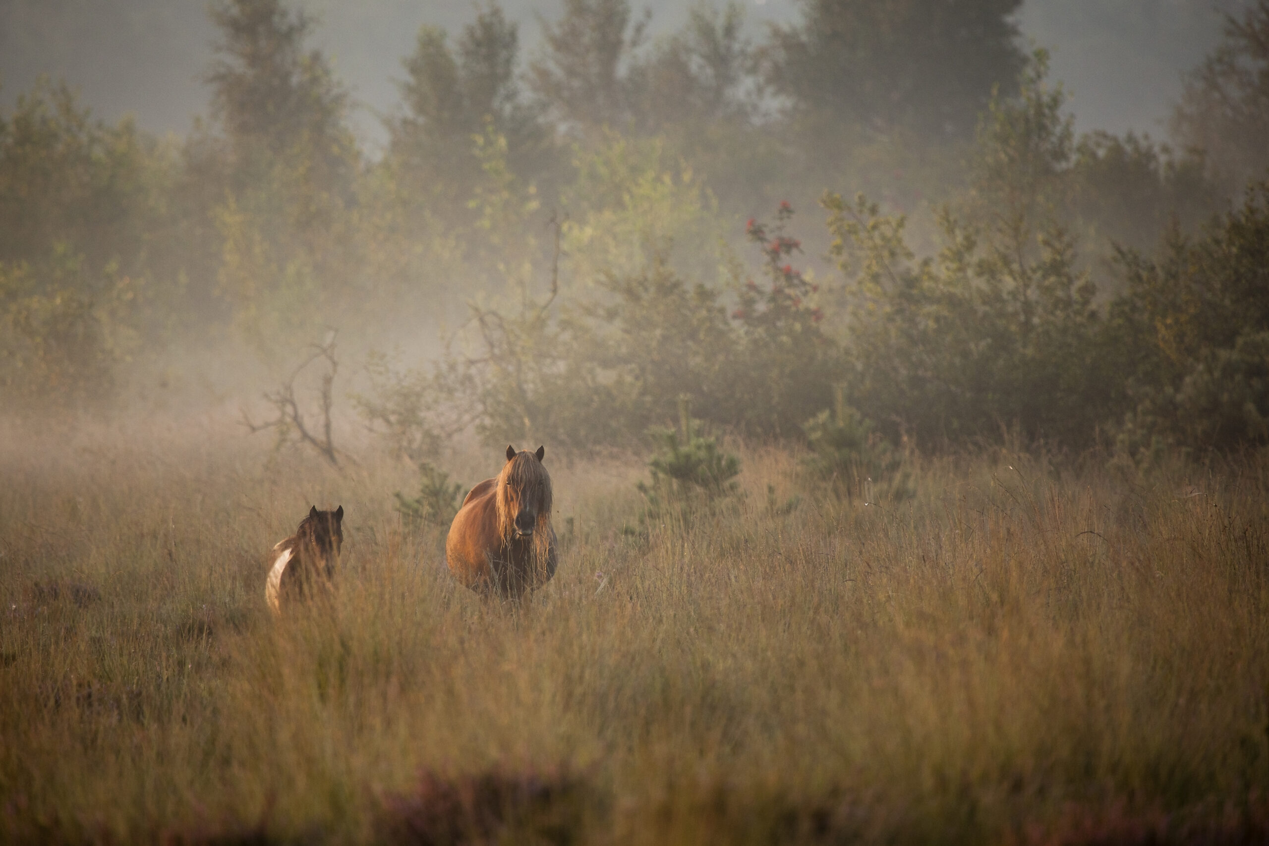 Twee paarden lopen door een mistig veld met bomen op de achtergrond.