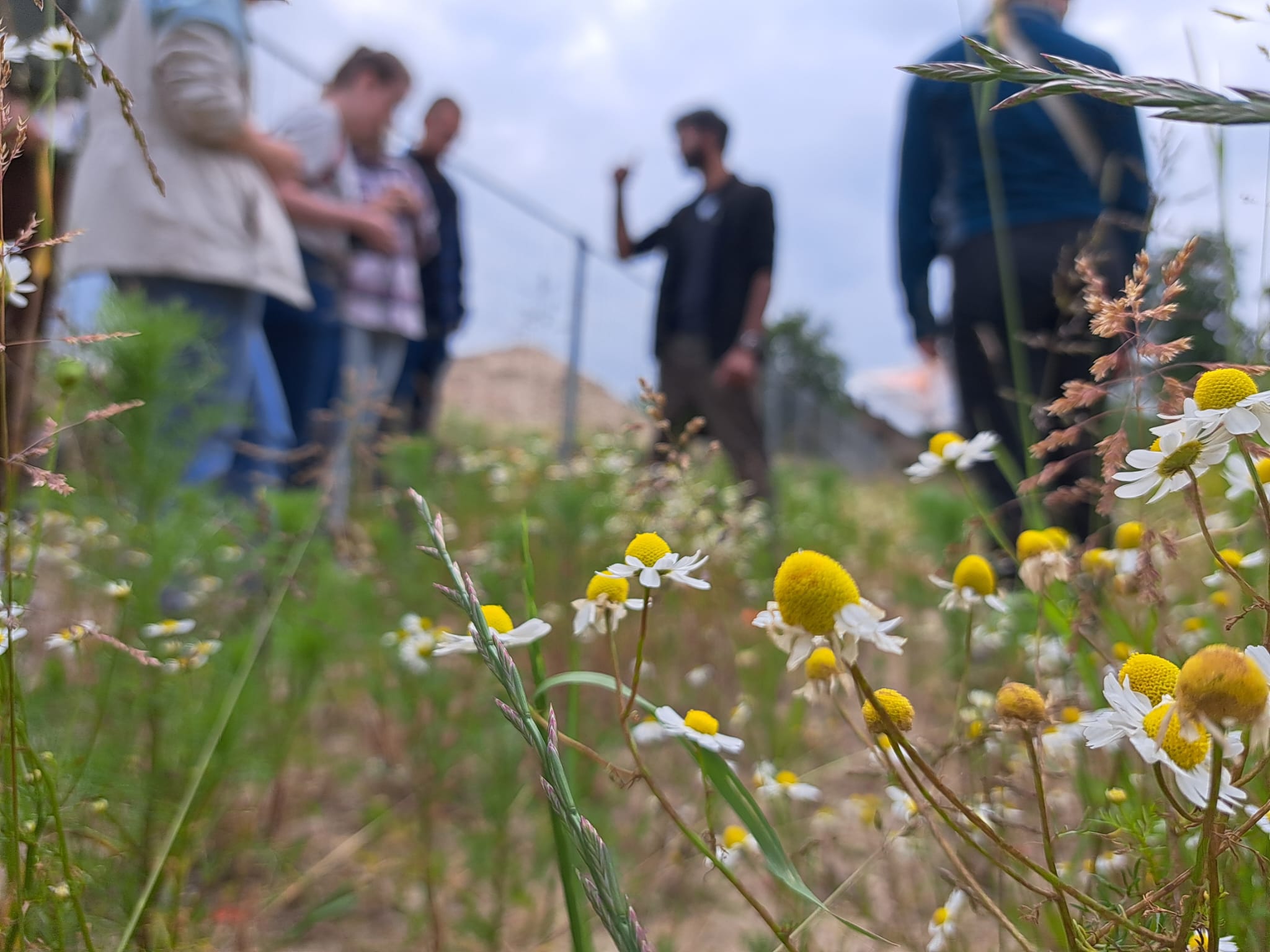 Wilde bloemen op de voorgrond, groep mensen onscherp op de achtergrond in het veld.