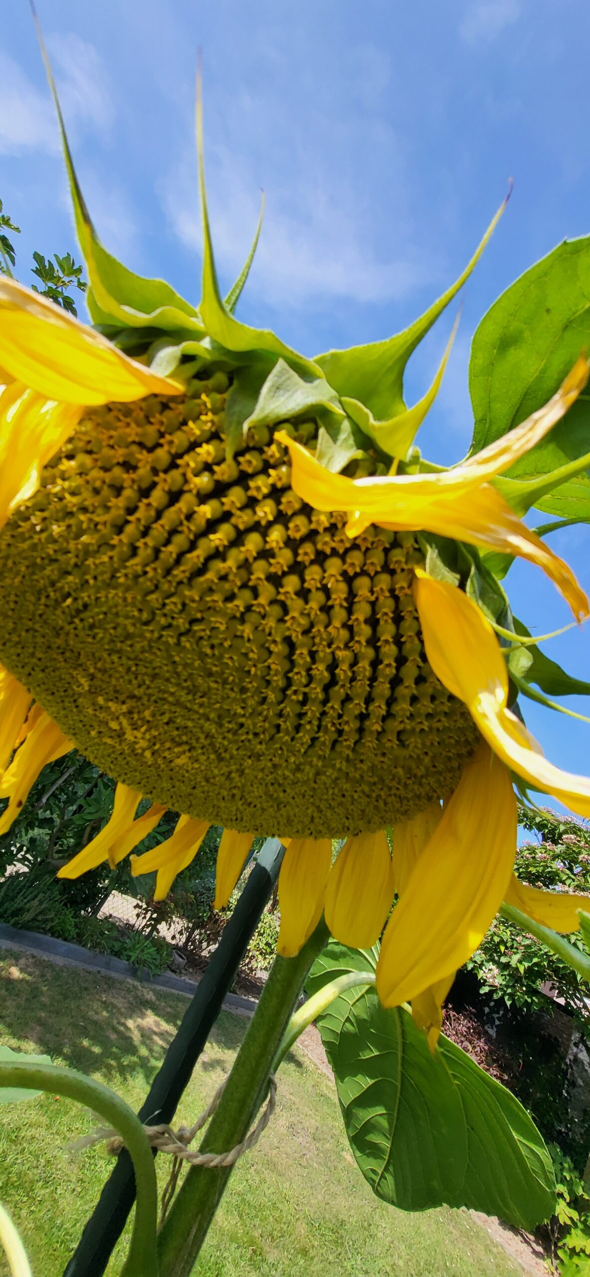 Grote zonnebloem van onderen gezien tegen een heldere blauwe lucht.