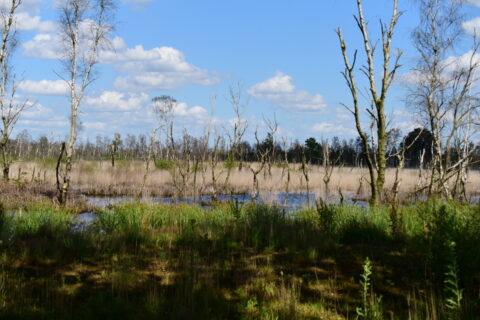 Droog moeraslandschap met grassen, kale bomen en blauwe lucht vol wolken.