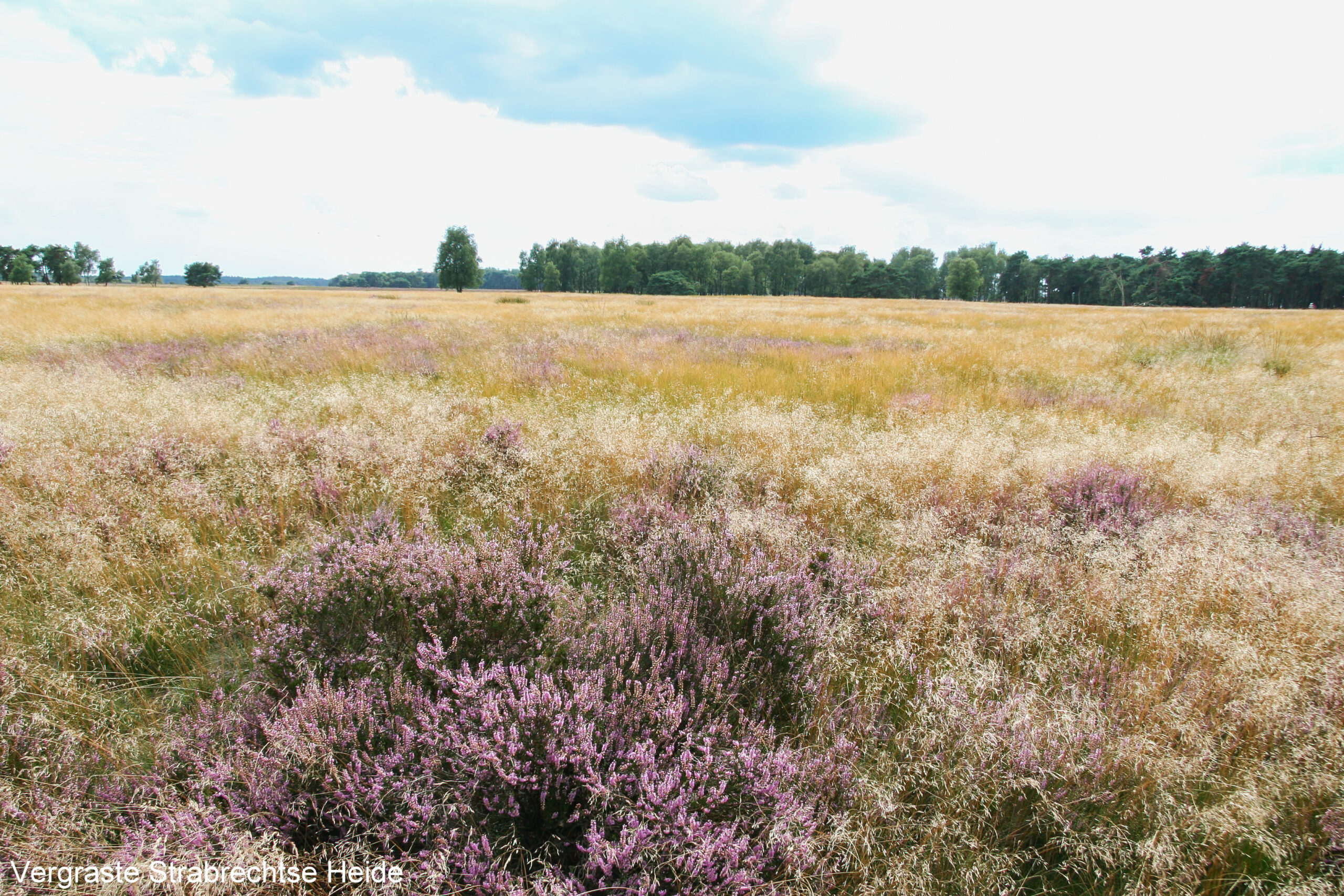 Bloeiende heide en grasland met een bosrijke achtergrond onder een bewolkte hemel.