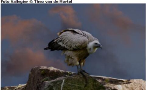 Gier staat op een rots tegen een kleurrijke, bewolkte lucht bij zonsondergang.