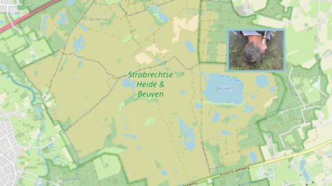 Kaart van Strabrechtse Heide & Beuven met ingevoegd foto van persoon die iets bestudeert.