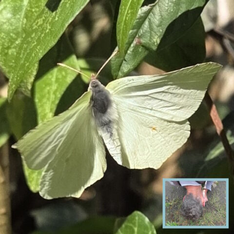 Een citroenvlinder zit op groene bladeren; inzet toont een persoon voorovergebogen.