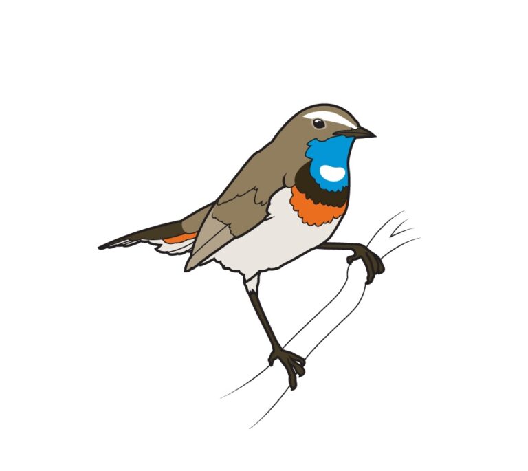 Illustratie van een blauwborst vogel zittend op een tak met opvallende blauw en oranje borst.