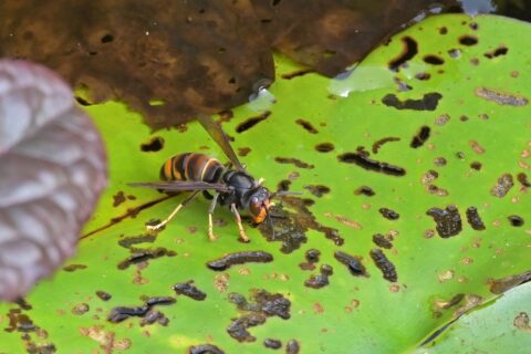 Wesp op groen, vochtig blad met bruine vlekken, omgeven door enkele bladeren.