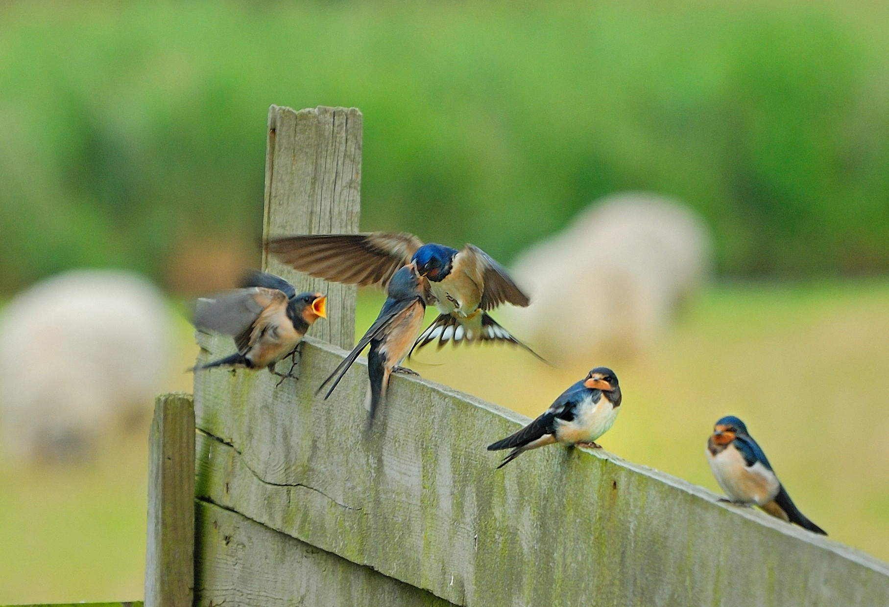 Biodiversiteitscampagne