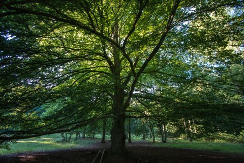 Toekomst houtwal Baarlo in gevaar