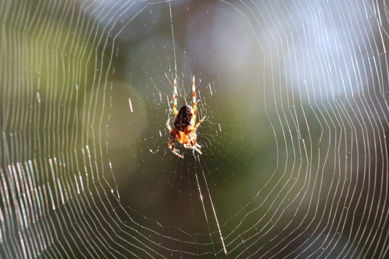 Spin in web met zonlicht dat door de draden schijnt, tegen een wazige achtergrond.