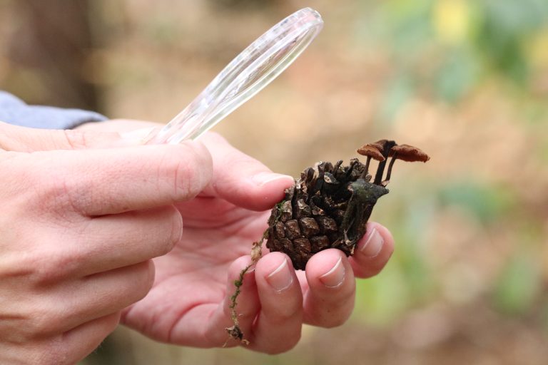 Hand houdt dennenappel met paddenstoelen vast en bekijkt deze met vergrootglas.