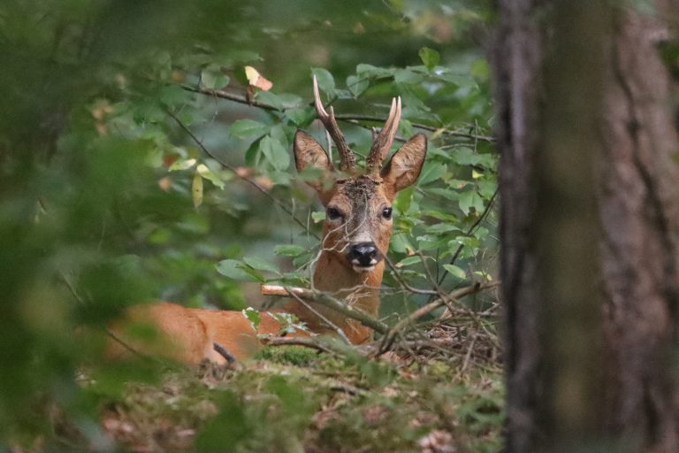 Een ree met gewei ligt verscholen in dicht groen struikgewas in het bos.