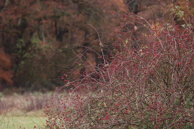 Struik met rode bessen en kale takken in een herfstachtige bosomgeving.