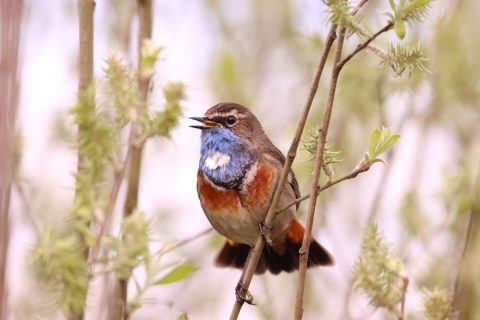 Vogel met blauwe borst zingt op een tak te midden van groene bladeren.