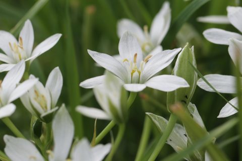 Witte bloemen bloeien tussen groene bladeren in een natuurlijke omgeving.