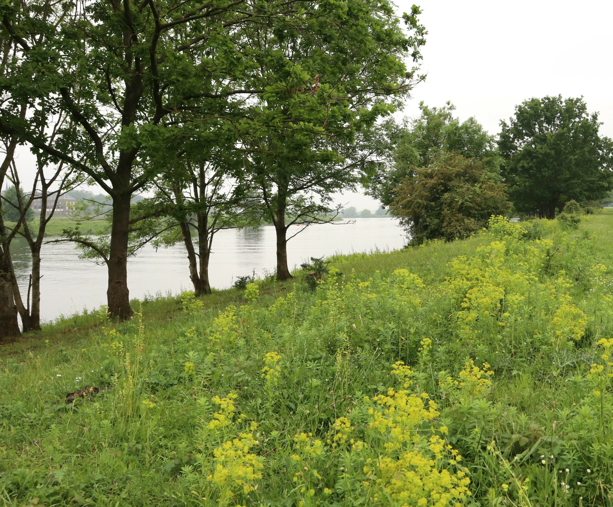 Boomrijke rivierkust met groene planten en gele bloemen op de voorgrond.