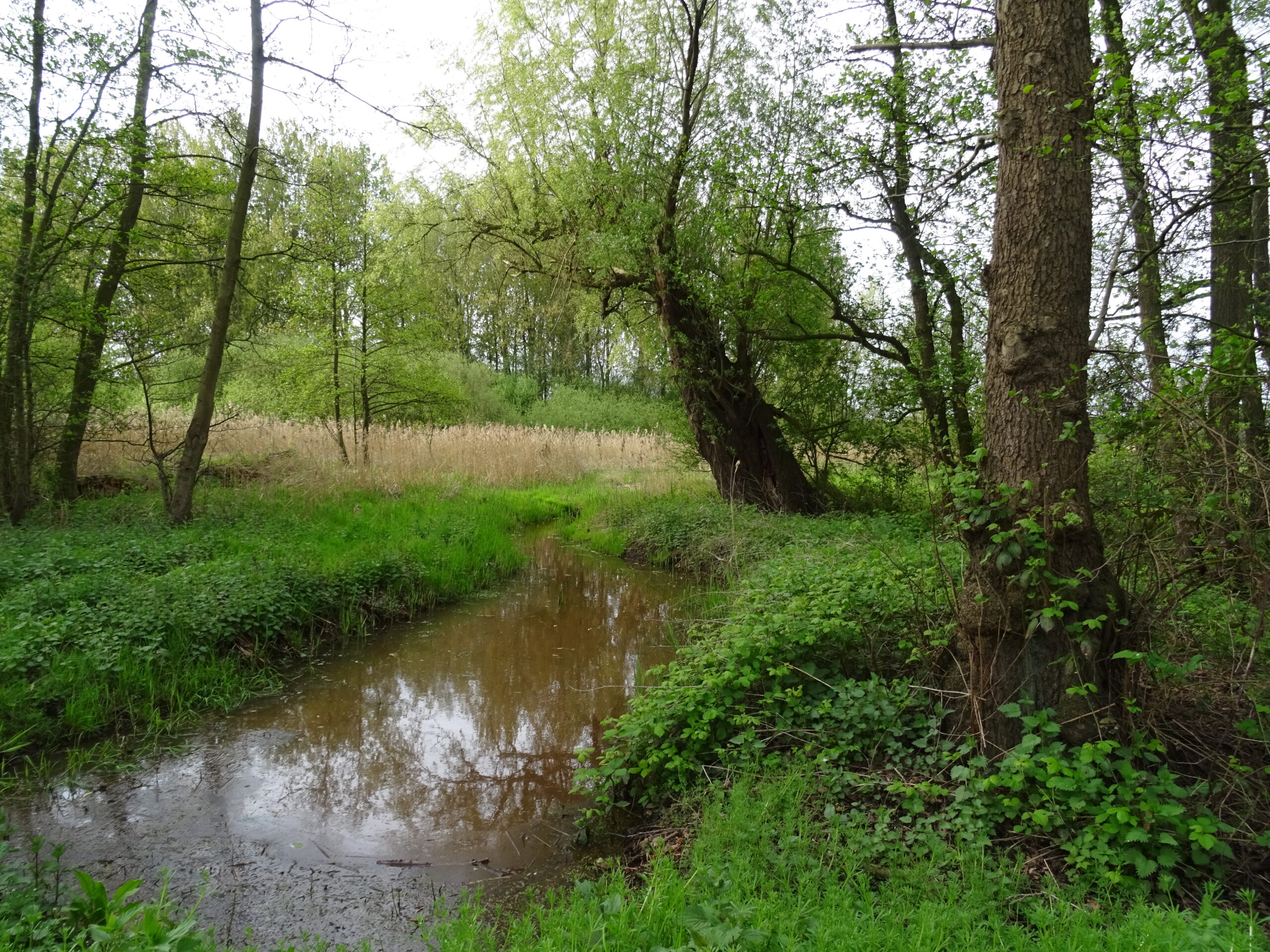 Bospad met kleine beek, omringd door groene bomen en struiken.