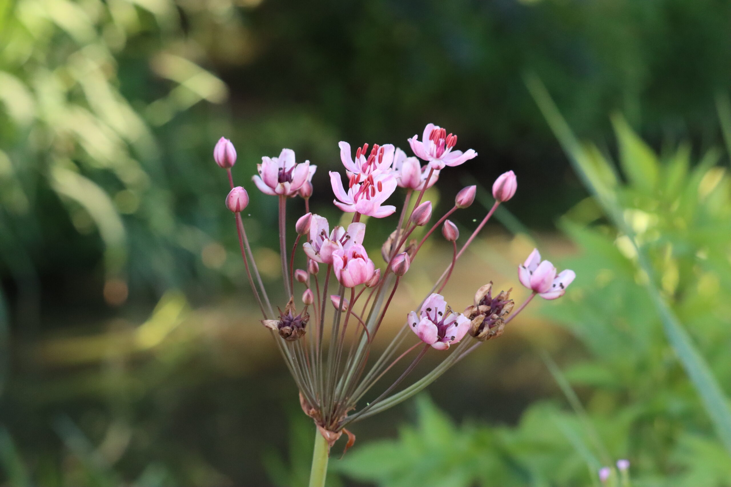 Roze bloemen in bloei tegen een onscherpe groene achtergrond.