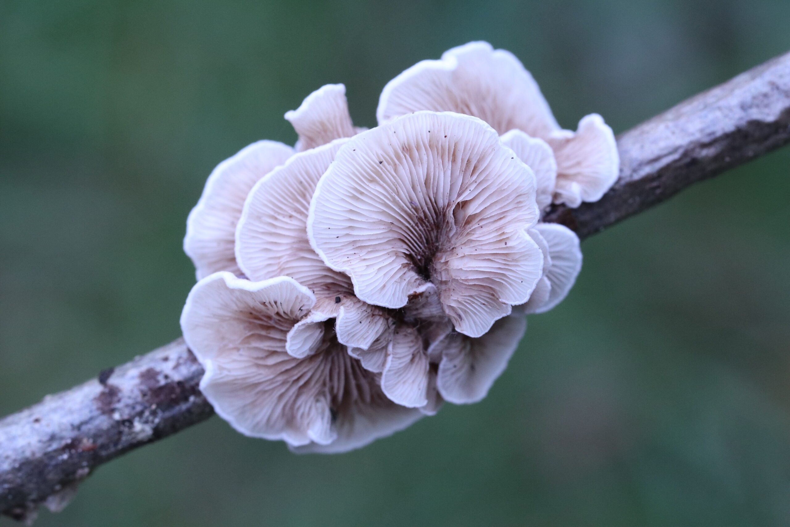 Cluster van bleke paddestoelen groeit op een tak tegen een groene, wazige achtergrond.