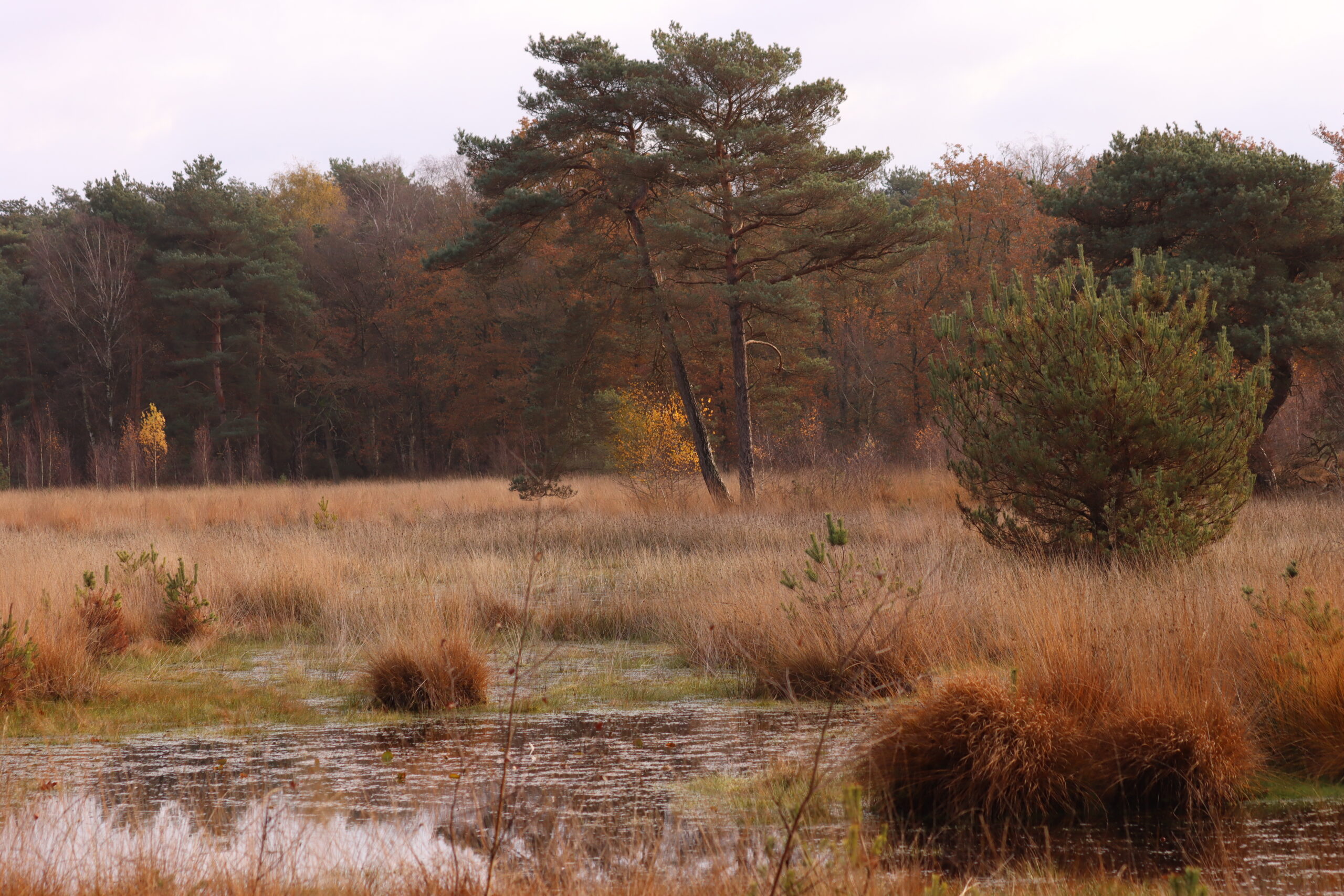Herfstlandschap met een vijver, gras en bomen tegen een bewolkte lucht.