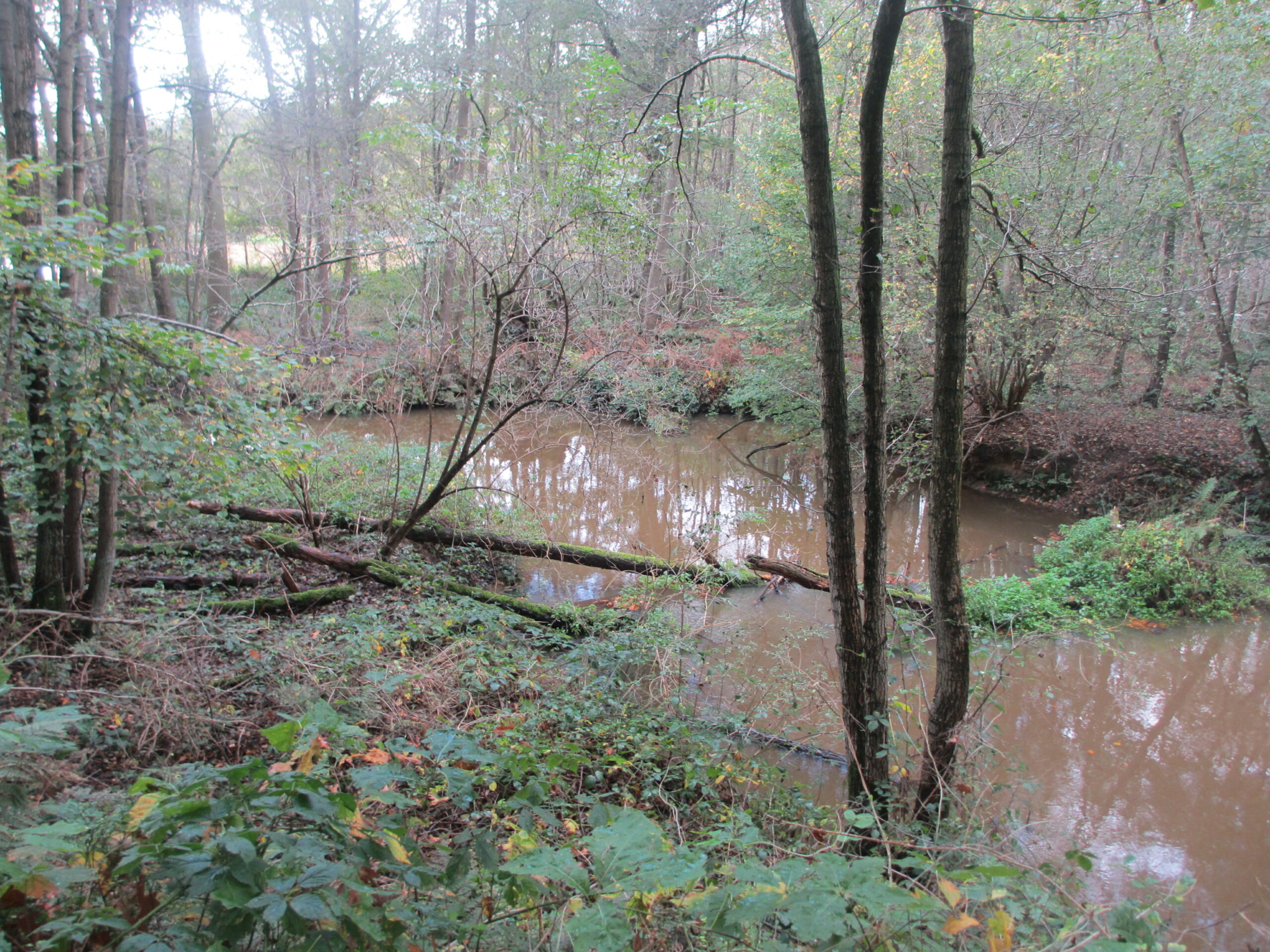 Bosrijk landschap met een kronkelende rivier omringd door bomen en weelderige vegetatie.
