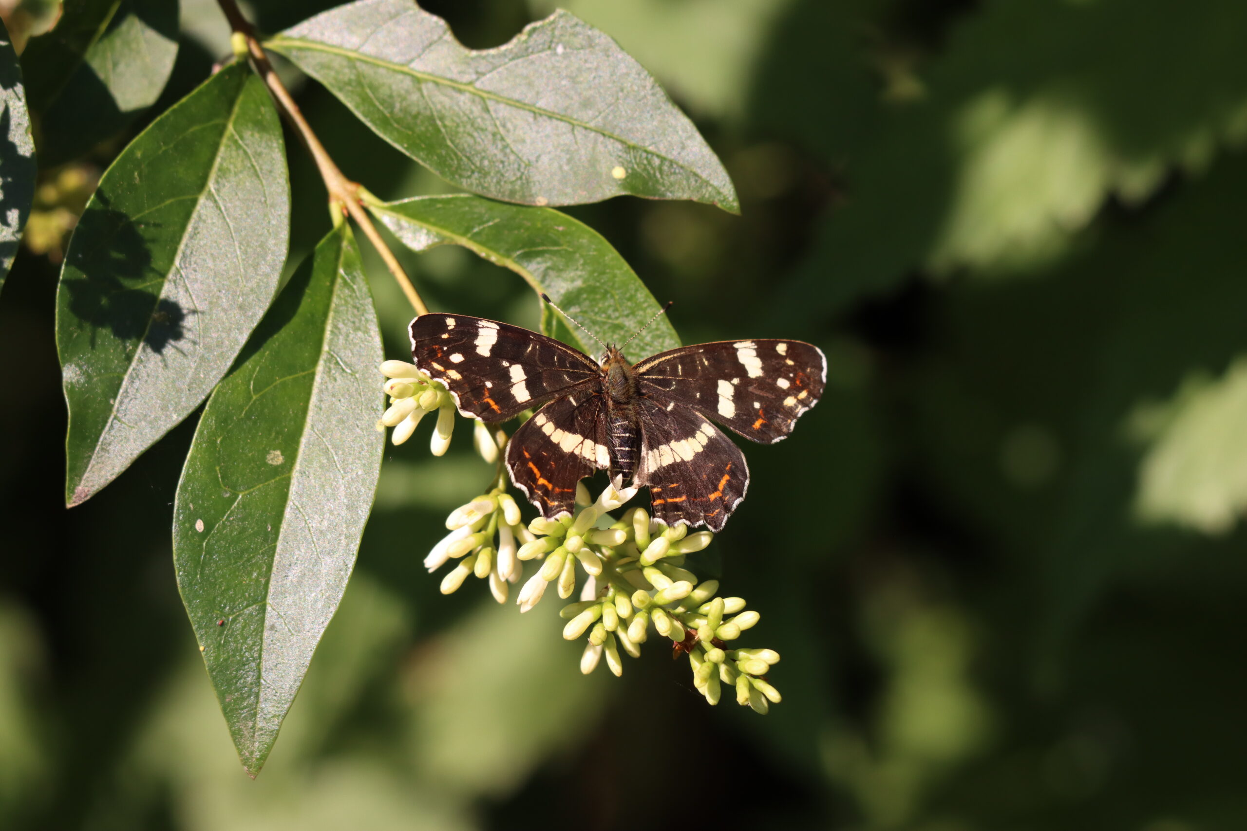 Bruine vlinder met witte stippen op groene bladeren en witte bloesems.