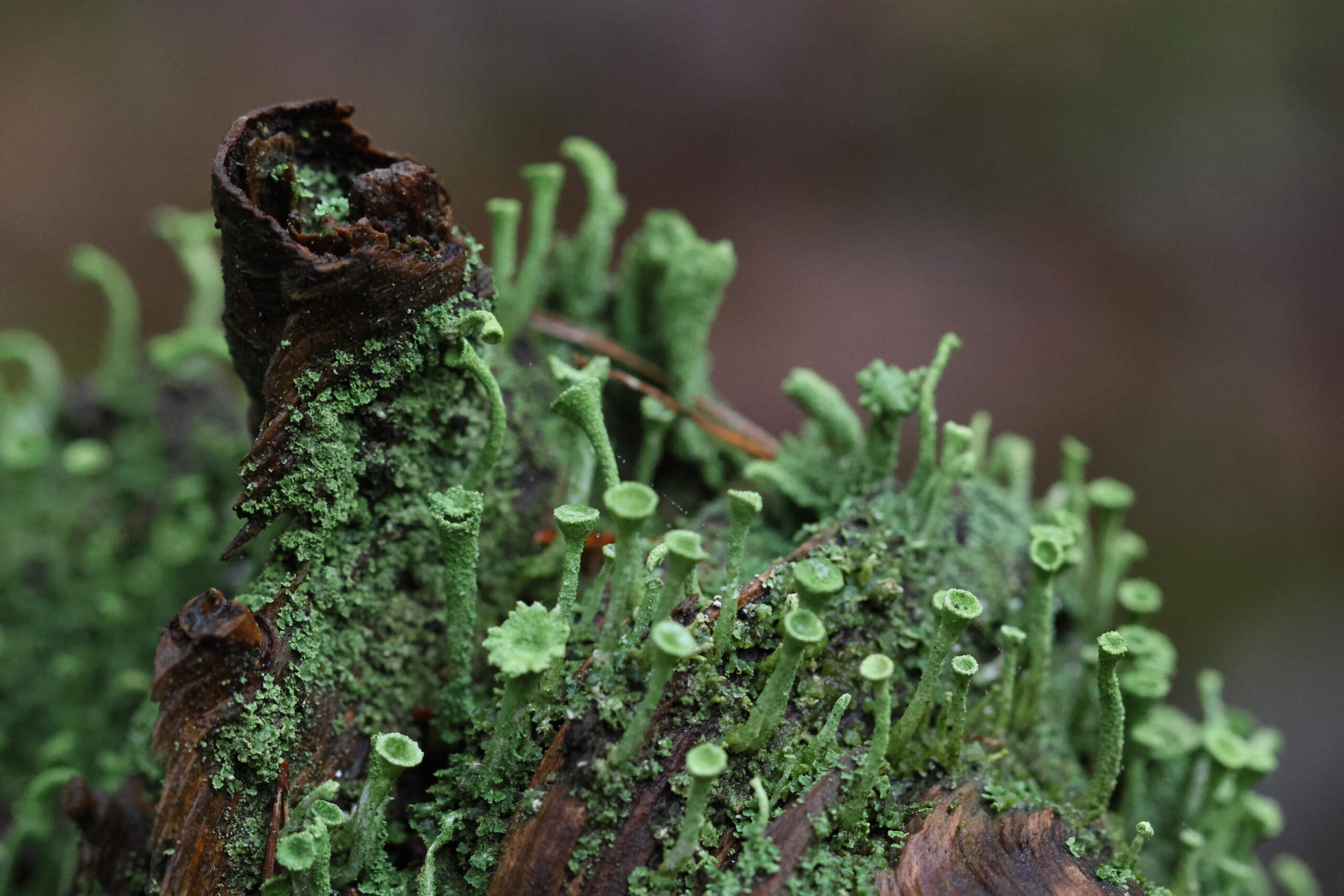 Groene korstmossen groeien op een stuk donkerbruin, verweerd hout.
