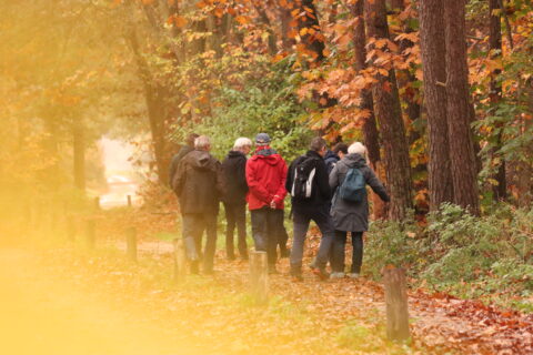 Groep mensen wandelt in een herfstbos, omringd door felgekleurde bladeren.