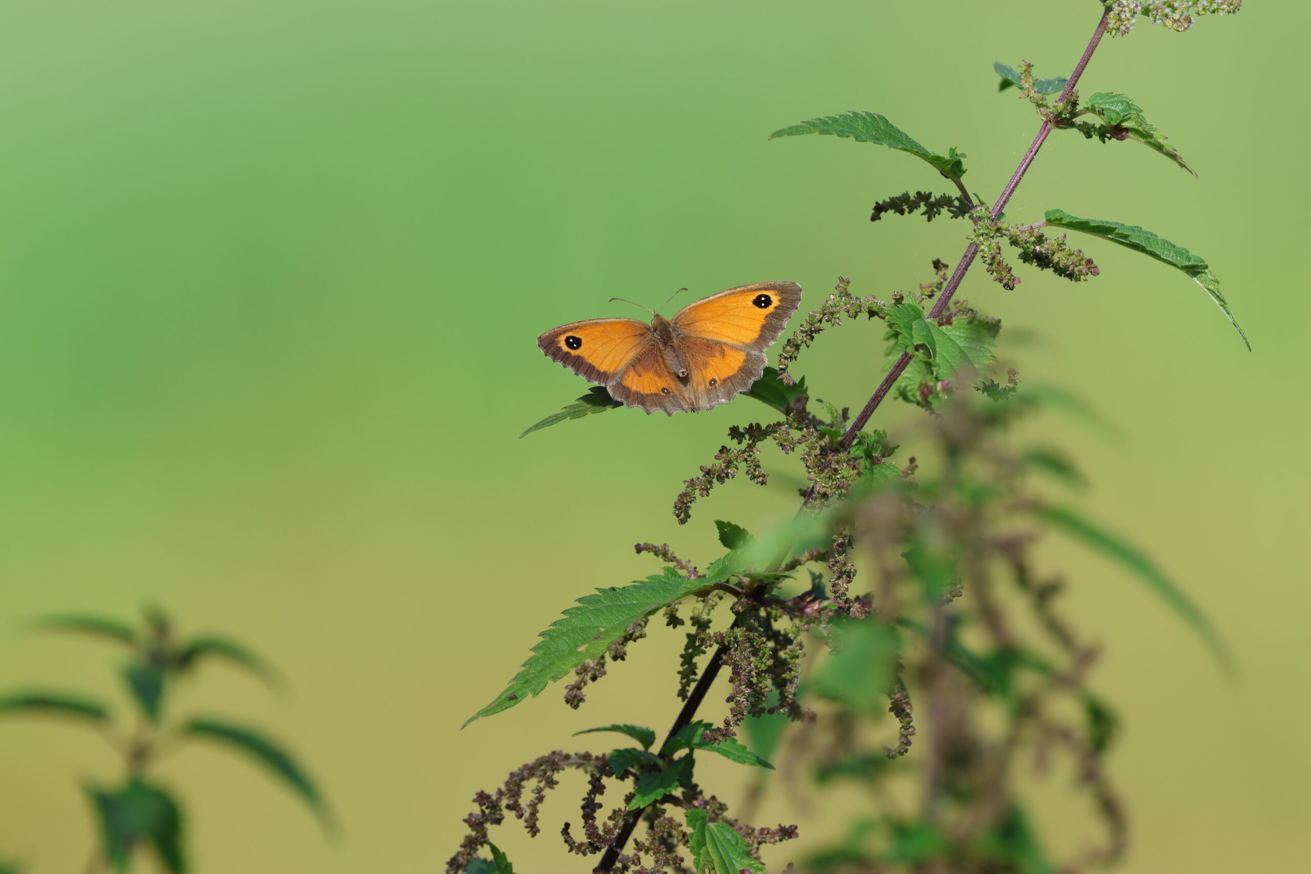 Oranje vlinder zit op groene plant tegen een wazige, groene achtergrond.