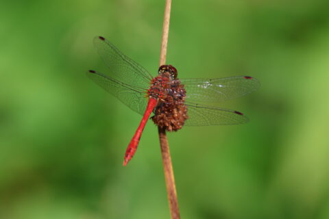 Rode libel zit op een stengel tegen een groene, onscherpe achtergrond.