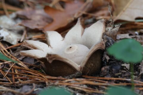Stervormige paddenstoel op bosgrond met bladeren en dennennaalden.
