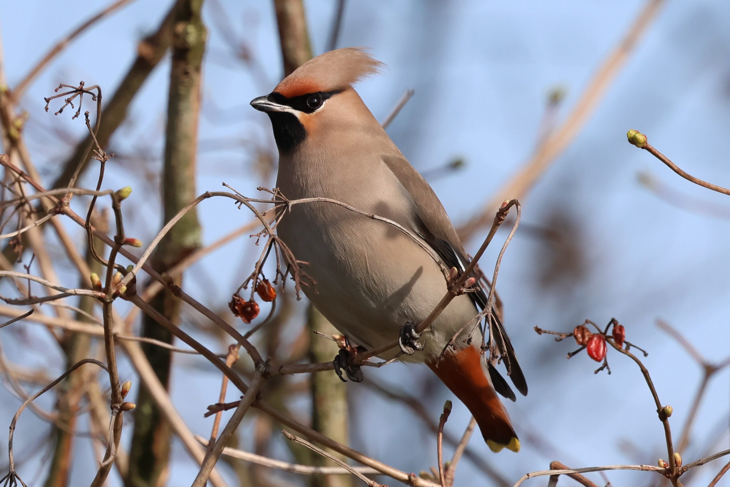 Grote barmsijs op tak met bessen, helderblauwe lucht.