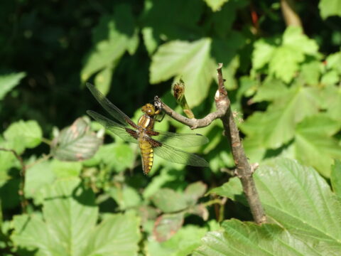 Libel zit op een tak, omringd door groene bladeren.